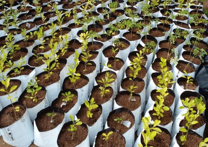 Leaf Coupons into Forest Action